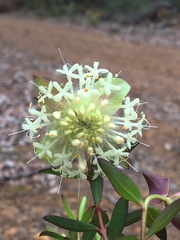 Pimelea angustifolia