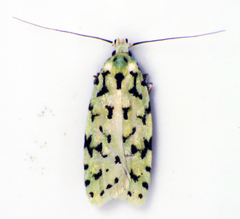 Izatha peroneanella