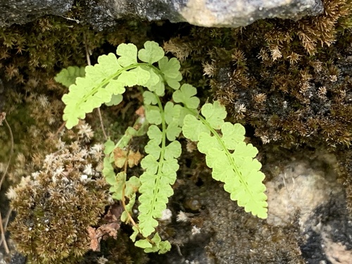 Woodsia glabella iNat (2)