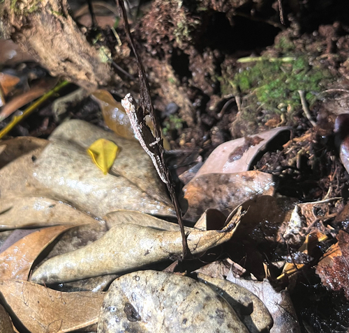 Brookesia nofy