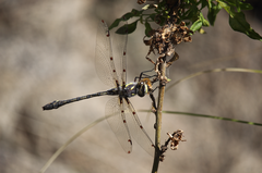 Phyllopetalia apicalis
