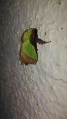 Aergina hilaris