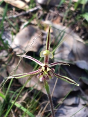 Caladenia barbarossa