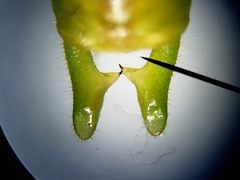 Conocephalus (Anisoptera) fasciatus image