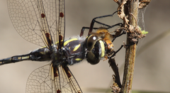 Phyllopetalia apicalis