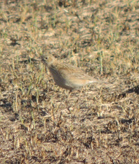 Anthus spragueii