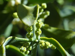 Phoradendron leucarpum tomentosum