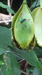 Anisoscelis foliaceus