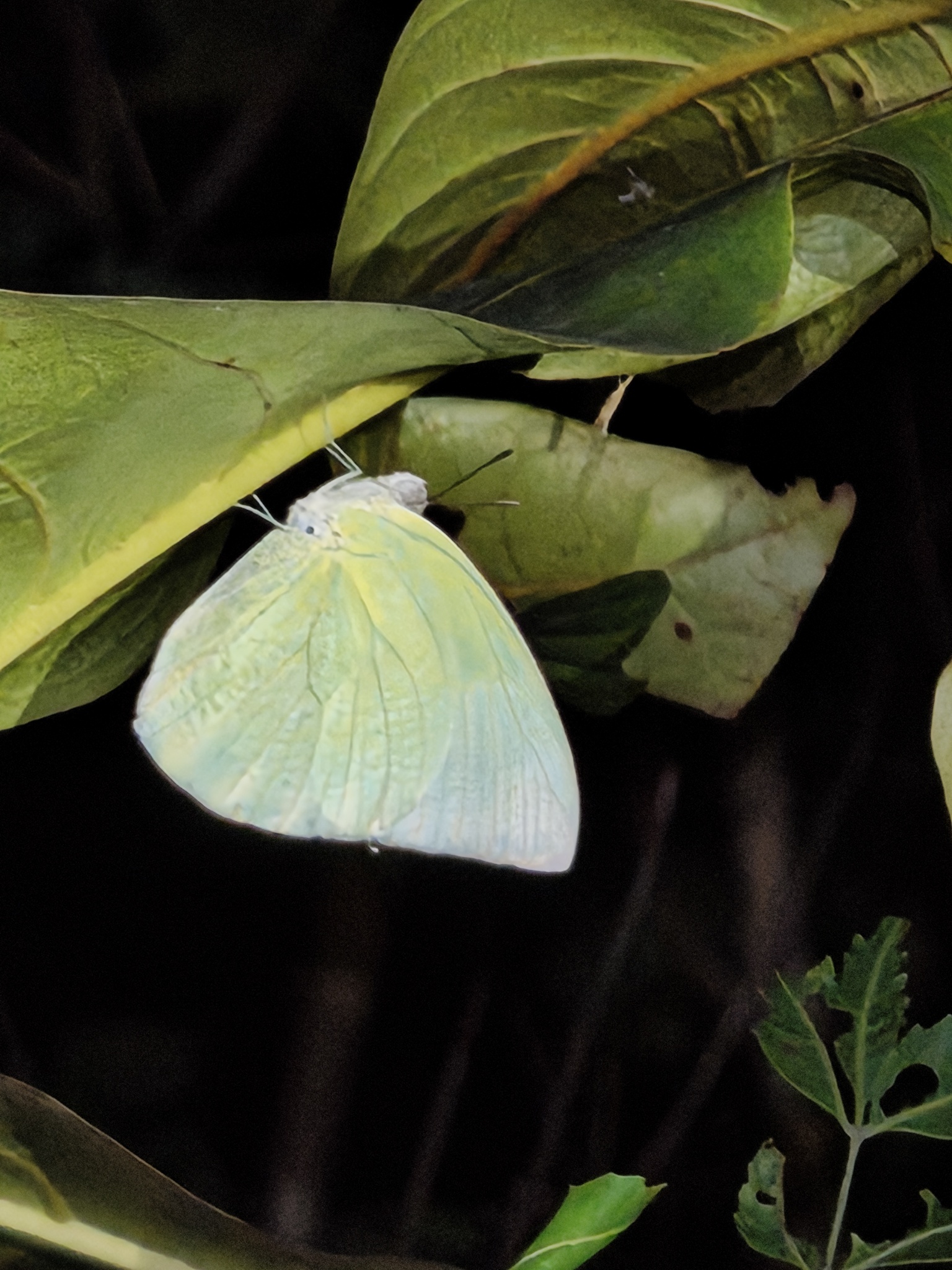 Lemon Emigrant