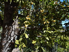 Phoradendron leucarpum tomentosum