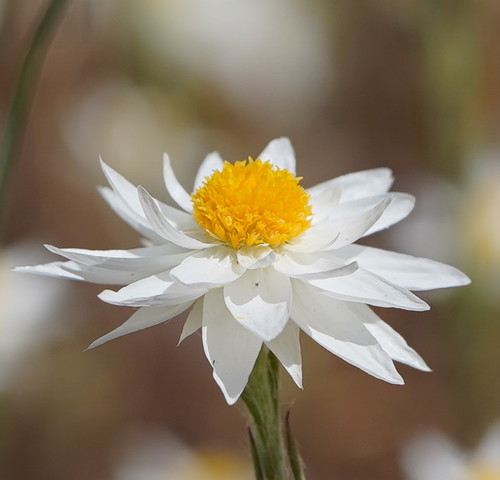 Hyalosperma praecox · iNaturalist