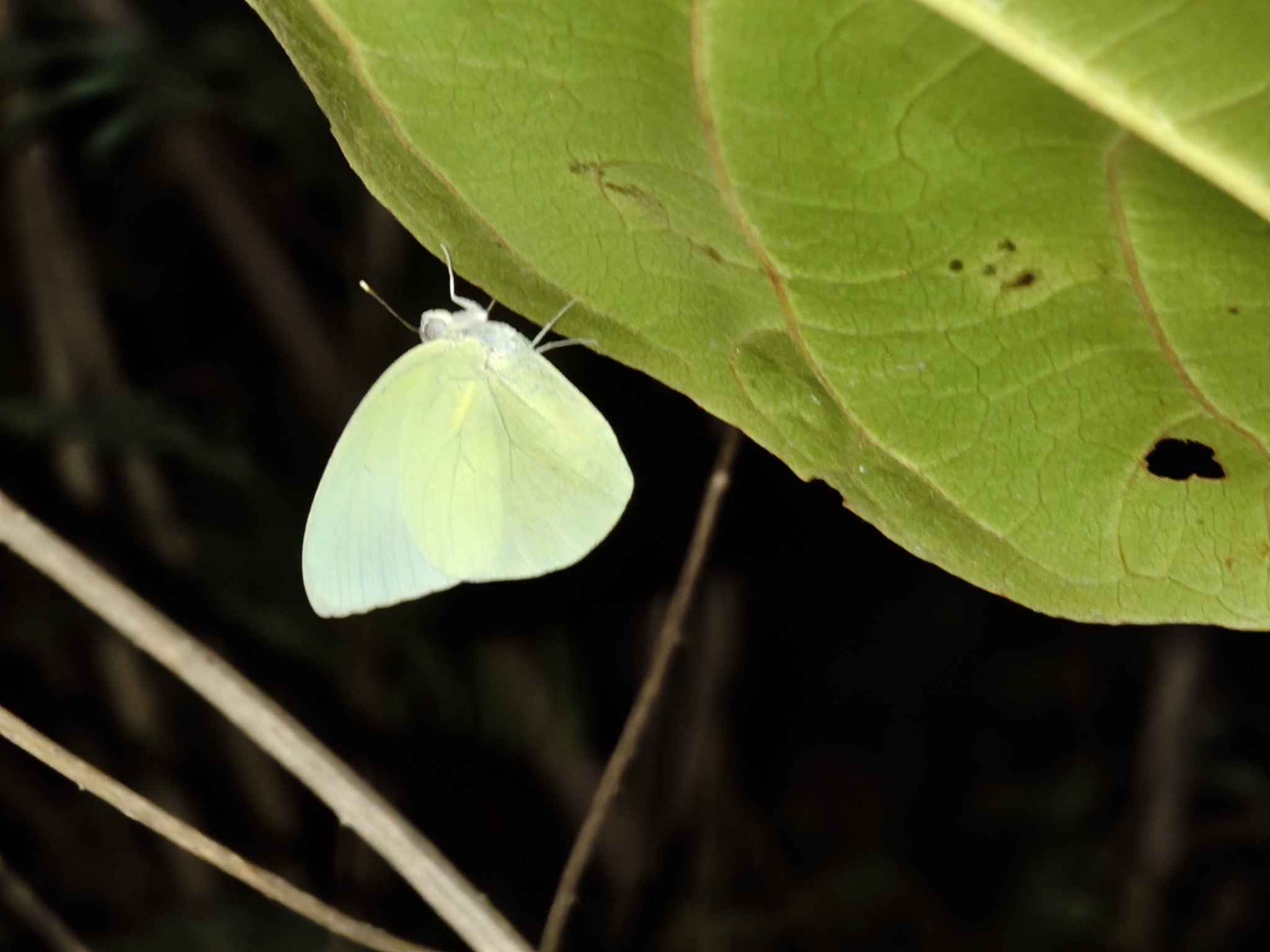 Lemon Emigrant