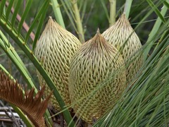 Macrozamia