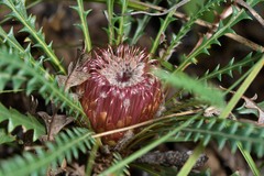 Banksia nivea