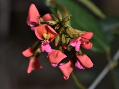 Kennedia coccinea