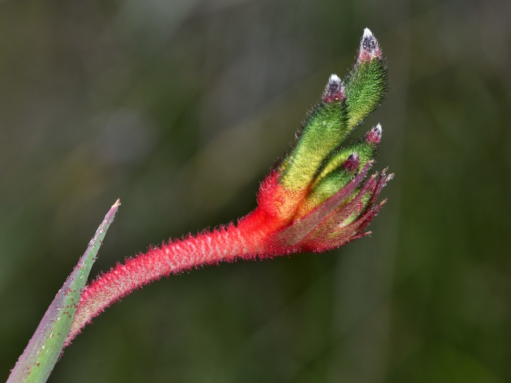 Red and Green Kangaroo Paw (Anigozanthos manglesii) · iNaturalist
