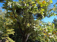 Phoradendron leucarpum tomentosum