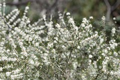 Hypocalymma angustifolium