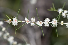 Hypocalymma angustifolium