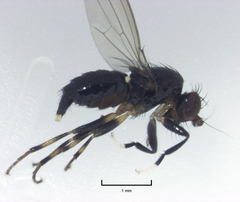 Pseudopomyza flavitarsis