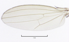Pseudopomyza flavitarsis