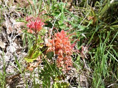 Grevillea bipinnatifida