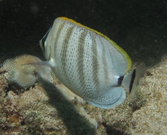 Chaetodon multicinctus