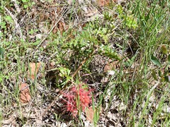 Grevillea bipinnatifida