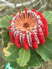 Banksia coccinea