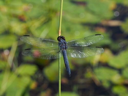 Slaty Skimmer (Libellula incesta), a species recorded in Massachusetts