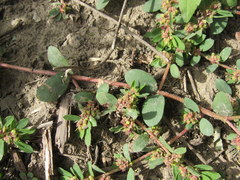 Euphorbia humistrata