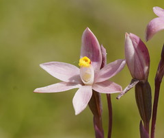 Thelymitra luteocilium