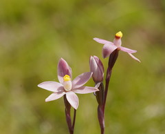 Thelymitra luteocilium