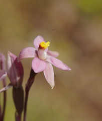 Thelymitra luteocilium
