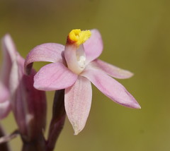 Thelymitra luteocilium