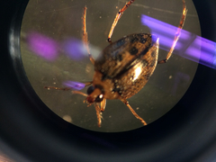 Peltodytes edentulus