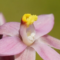 Thelymitra luteocilium