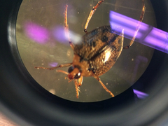 Peltodytes edentulus