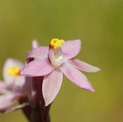 Thelymitra luteocilium