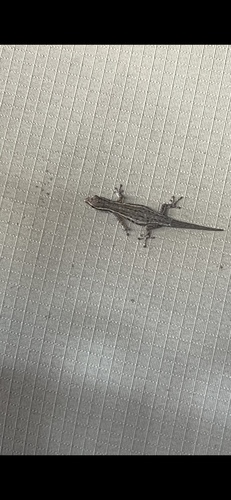 Common Dwarf Gecko