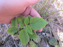 Physalis heterophylla