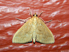 Framinghamia helvalis