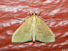 Framinghamia helvalis