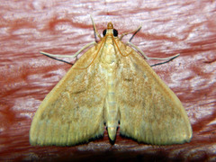Framinghamia helvalis