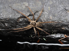 Striped Fishing Spider