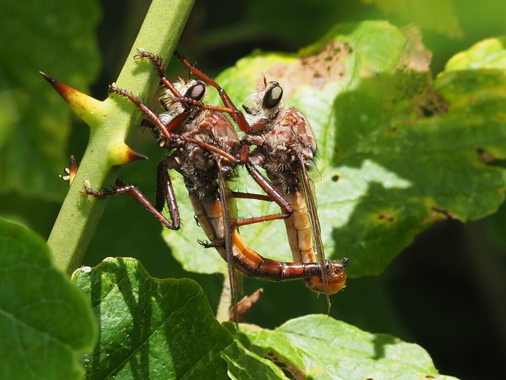 Eastern Red-tailed Marauder