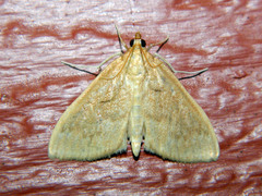 Framinghamia helvalis