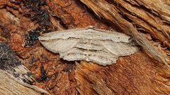 Euphronarcha luxaria