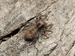 Servaea incana