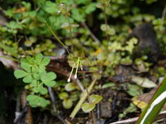 Epilobium rotundifolium